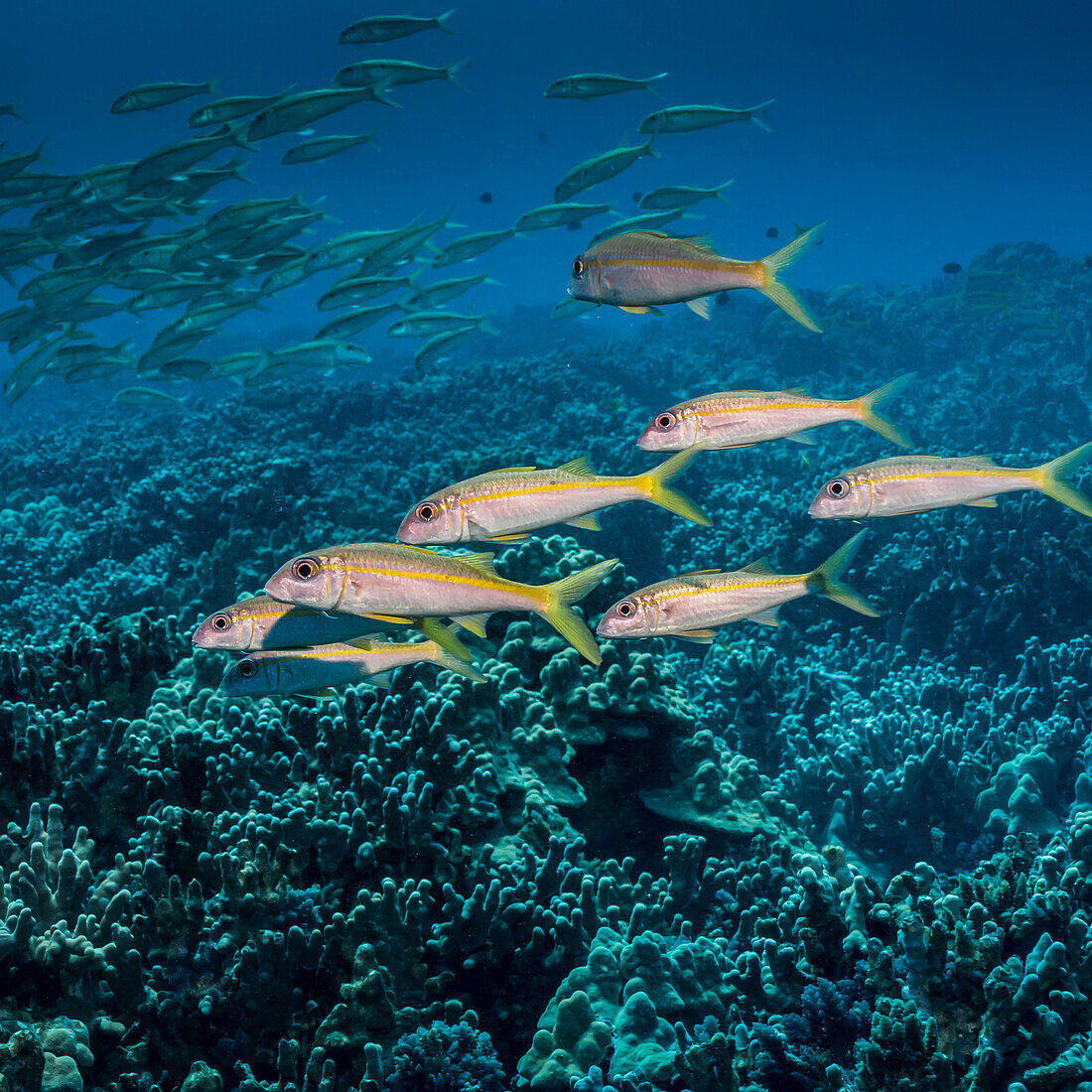 Yellowfin Goatfish Mulloidichthys vanicolensis schooled off the Kona coast, Kona, Island of Hawaii, Hawaii, United States of America