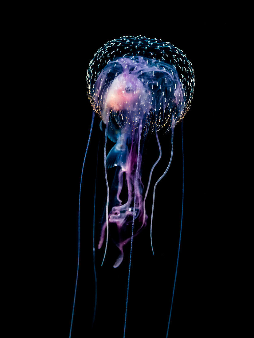 Jellyfish Pelagia noctiluca with fish prey photographed during a blackwater scuba dive several miles offshore of a Hawaiian Island at night, Hawaii, United States of America