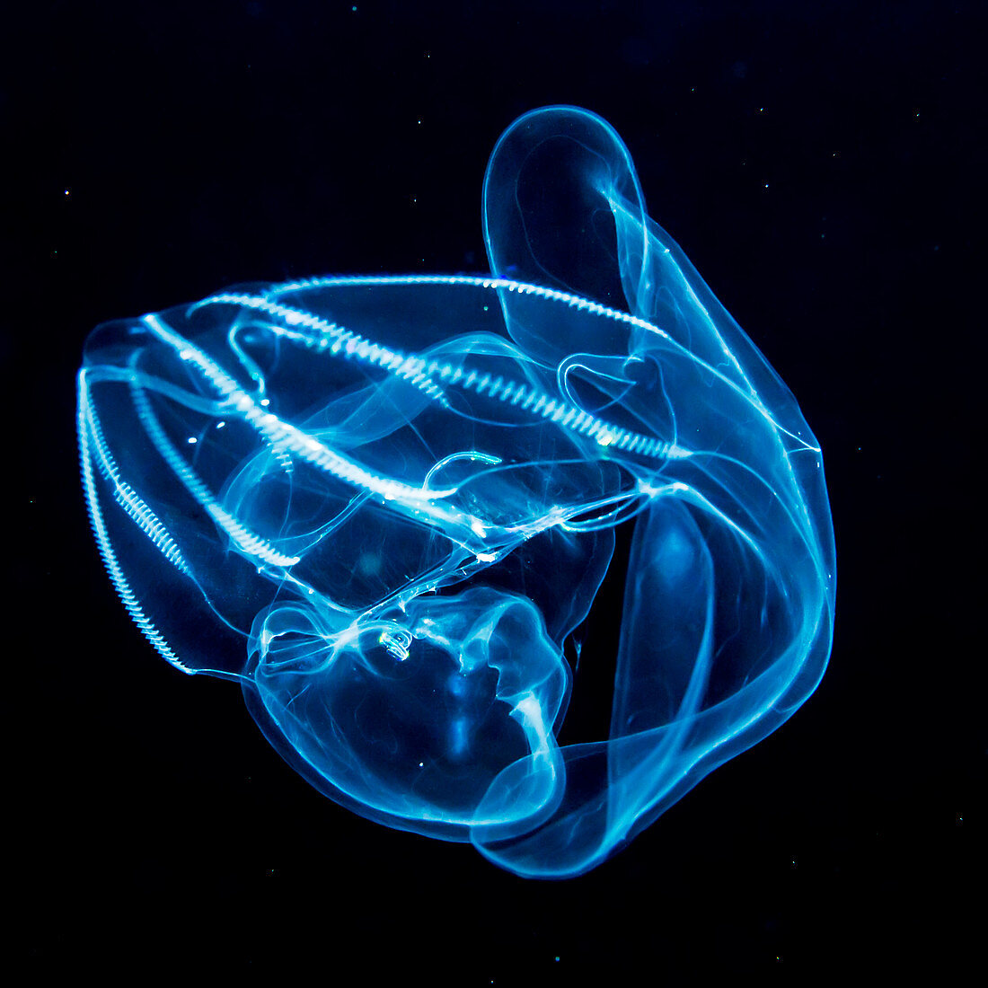 Bolinopsid  comb jelly ctenophore that was photographed several miles offshore of Hawaii Island during a blackwater scuba dive, Island of Hawaii, Hawaii, United States of America