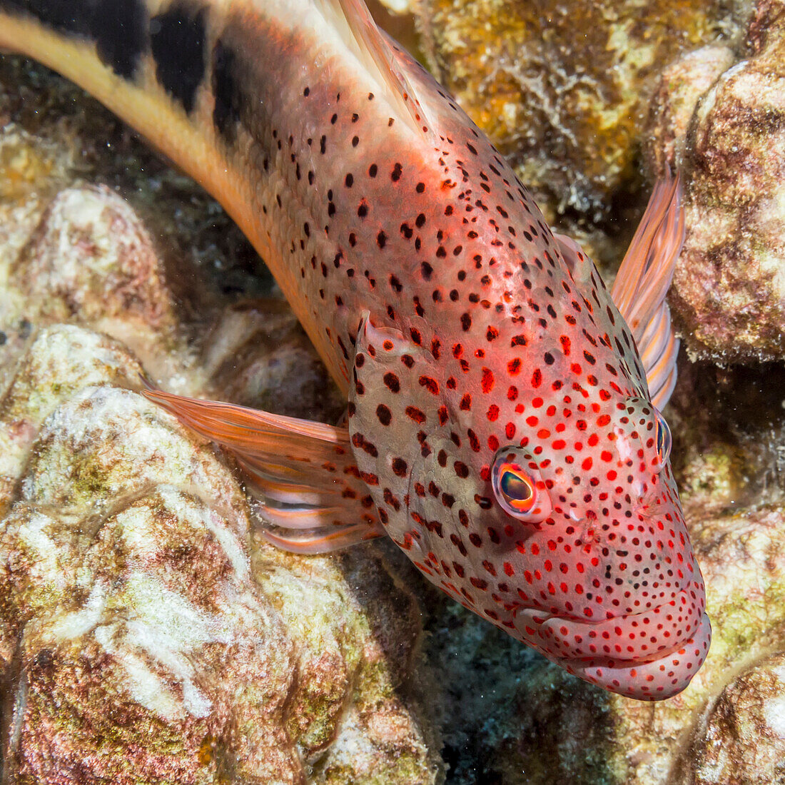 Freckled Hawkfish Paracirrhites forsteri resting on algae, covered dead coral that has been scraped by the feeding action of a parrotfish photographed while scuba diving the Kona coast, Kona, Island of Hawaii, Hawaii, United States of America