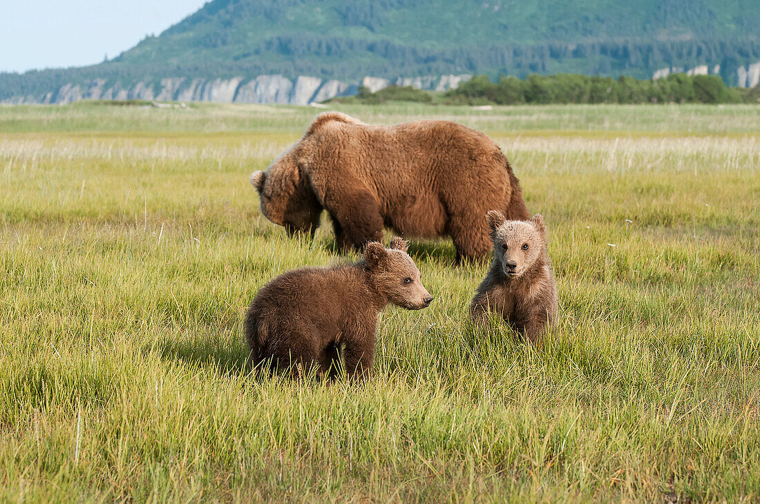 Brown bear and cubs ursus arctos, Katmai, National Park, Alaska, United States of America
