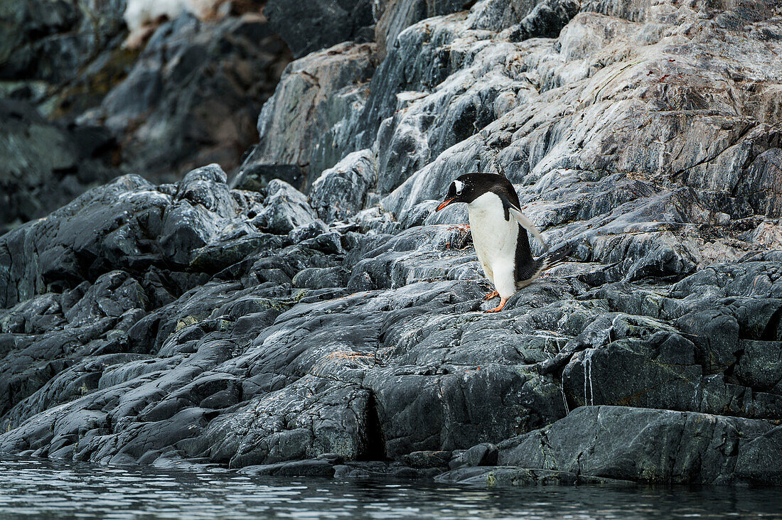 Gentoo penguin Pygoscelis papua, Antarctica