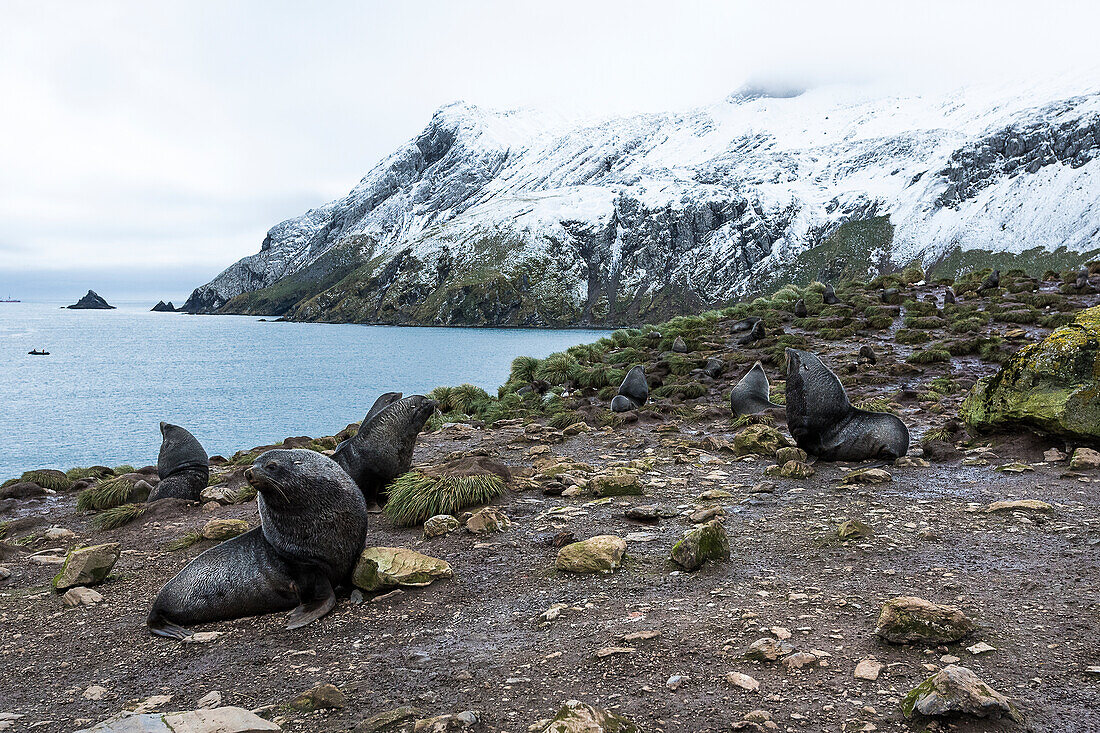 Antarctic fur seals Arctocephalus gazella, South Georgia, South Georgia, South Georgia and the South Sandwich Islands, United Kingdom