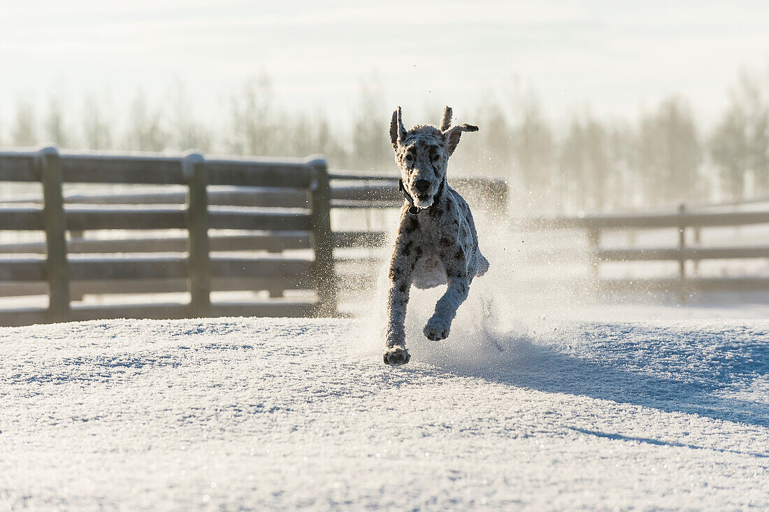 Dog running in the snow, Cremona, Alberta, Canada