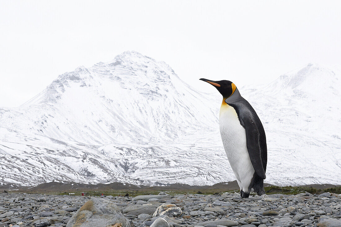 Lone King penguins Aptenodytes patagonicus on a beach, South Georgia, South Georgia, South Georgia and the South Sandwich Islands, United Kingdom