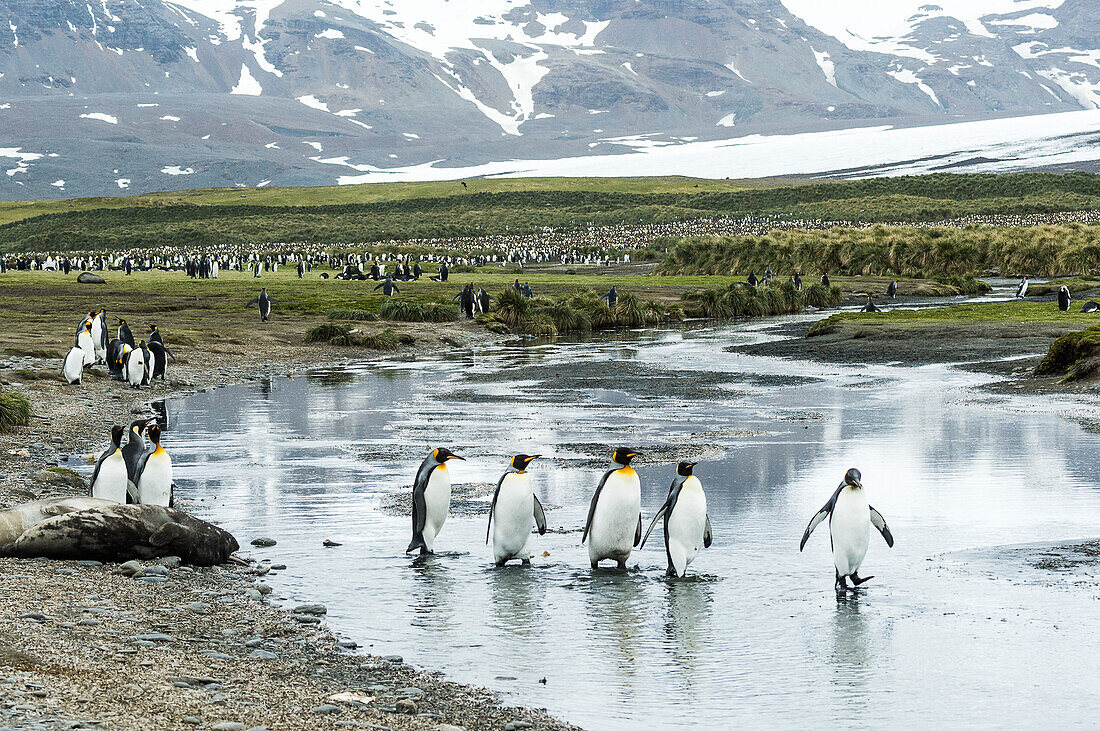 King penguins Aptenodytes patagonicus wading in shallow water, South Georgia, South Georgia and the South Sandwich Islands, United Kingdom