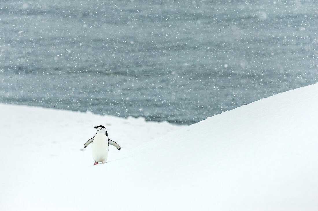 Chinstrap penguin Pygoscelis antarctica in a snowfall, Half Moon Island, South Shetlands, Antarctica