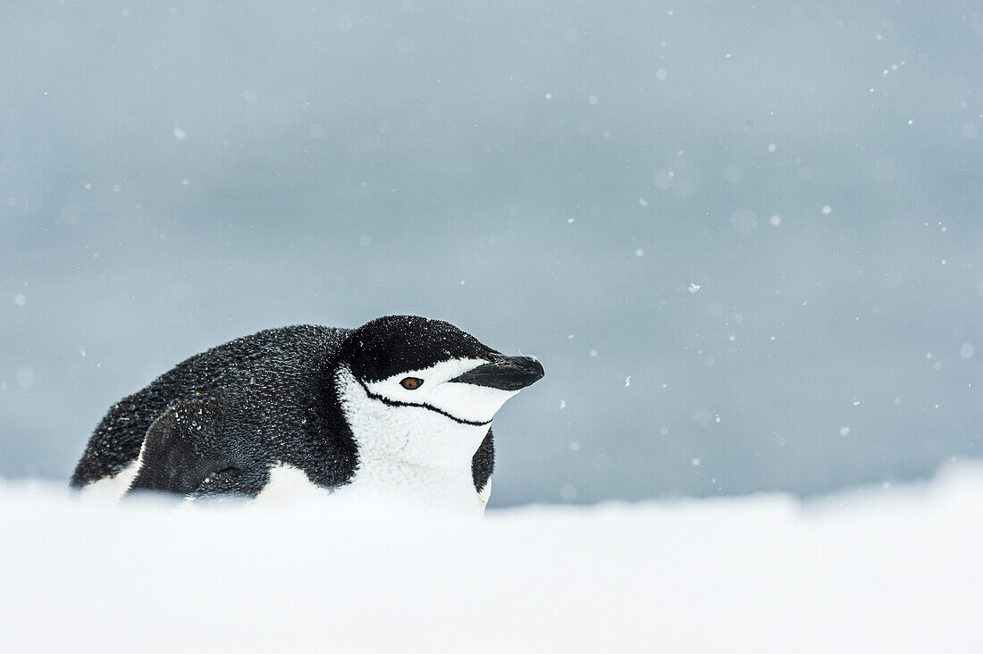 Chinstrap Penguin Pygoscelis antarctica on belly, Half Moon Island, South Shetland Islands, Antarctica