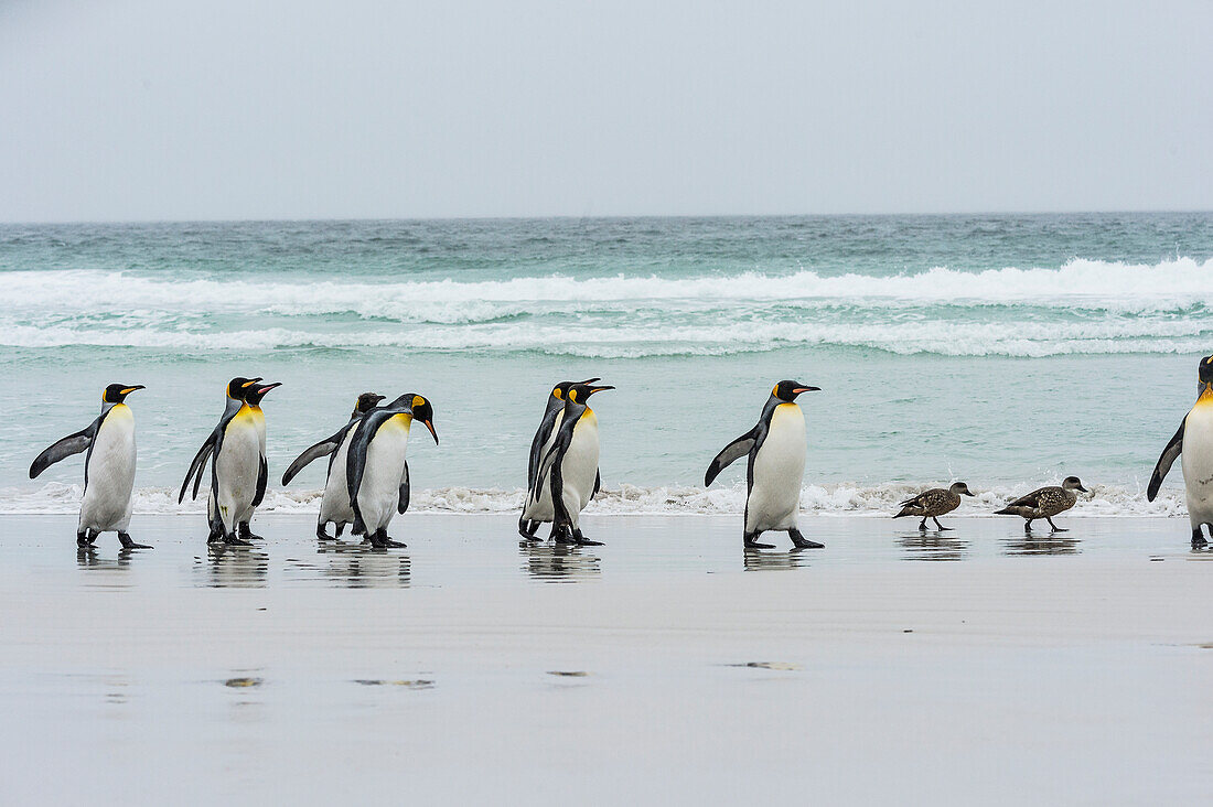 King penguins Aptenodytes patagonicus and Steamer ducks Tachyeres on a wet beach, Volunteer Point, East Falkland, Falkland Islands