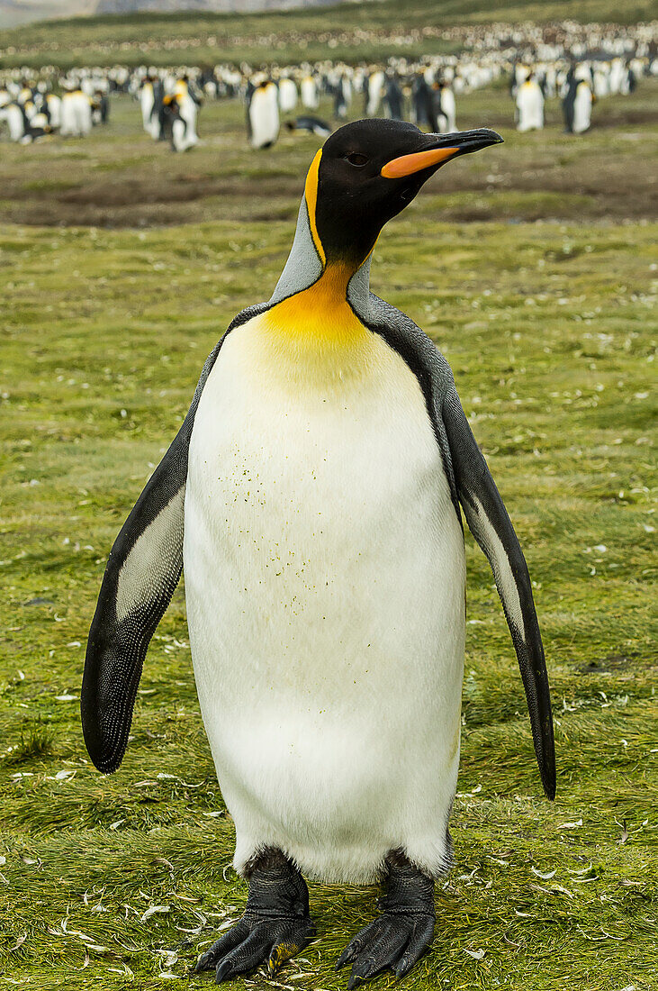 Close up of a King Penguin Aptenodytes patagonicus, Salisbury Plain, South Georgia, South Georgia and the South Sandwich Islands, United Kingdom