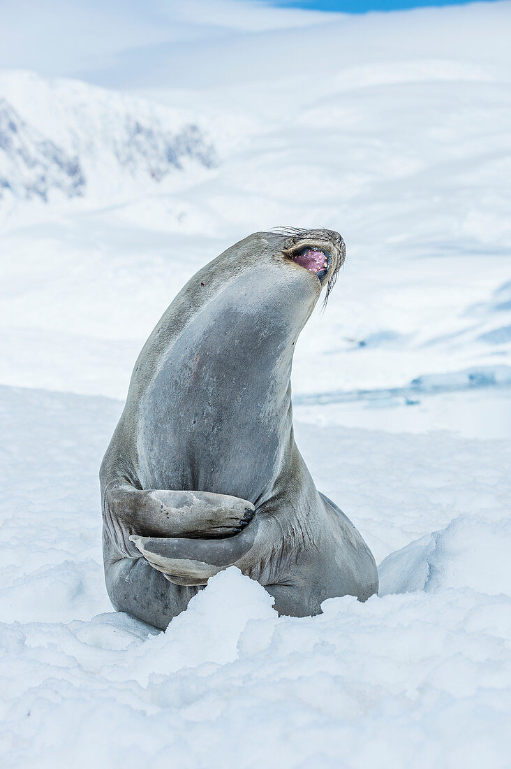 Southern Elephant Seal Mirounga leonina looking up with mouth open, Neko Harbour, Antarctic Peninsula, Antarctica