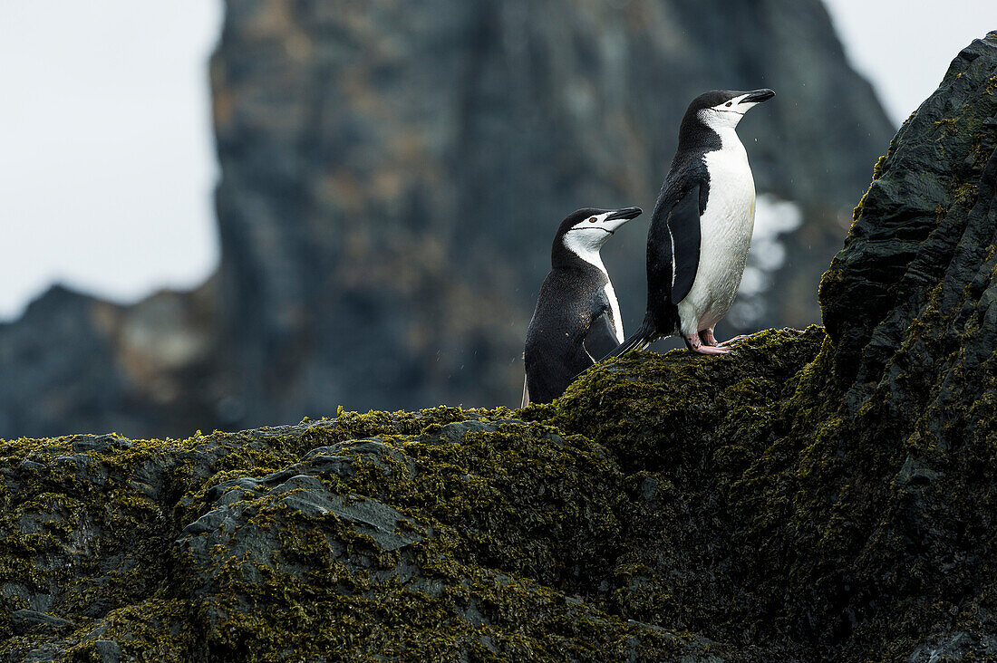Chinstrap penguins Pygoscelis antarctica standing on lichen covered rocks, Elephant Island, South Shetland Islands, Antarctica