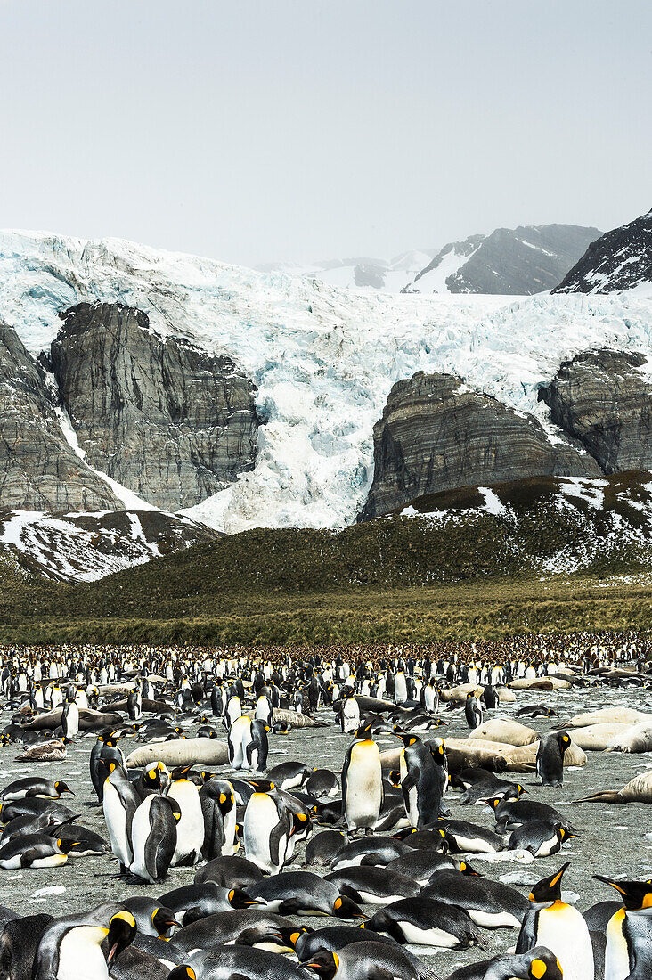 Colony of King penguins Aptenodytes patagonicus in the water and on the shore with ice and snow on the mountains, Antarctica