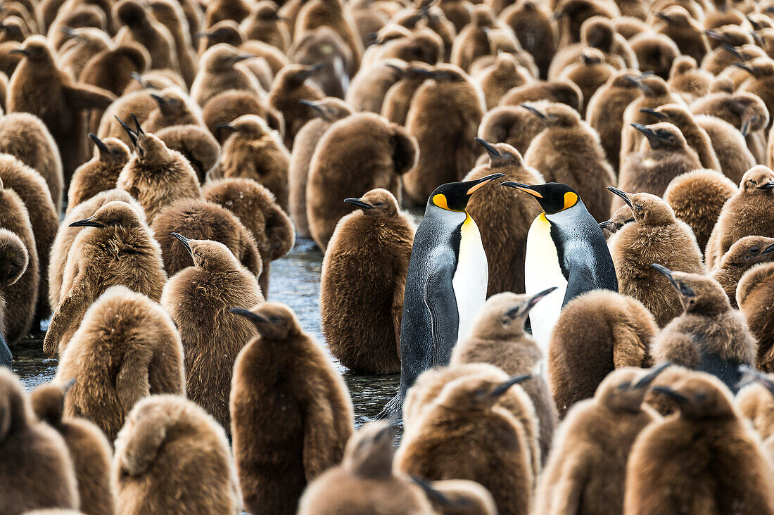 Colony of juvenile King penguins Aptenodytes patagonicus, Antarctica