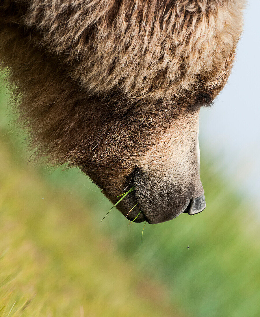 Close up of a brown bear ursus arctos eating grass
