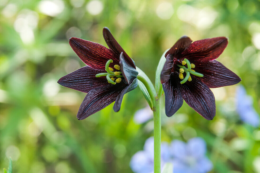 Close up of a dark purple lily
