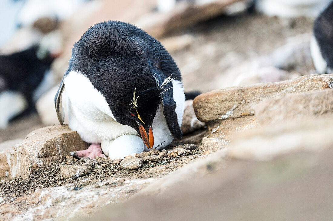 Gentoo penguin Pygoscelis papua sitting on an egg