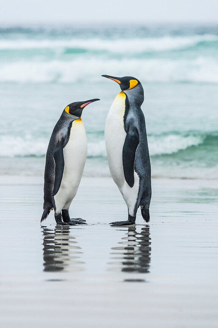 King Penguins Aptenodytes patagonicus standing together on the beach at the water's edge