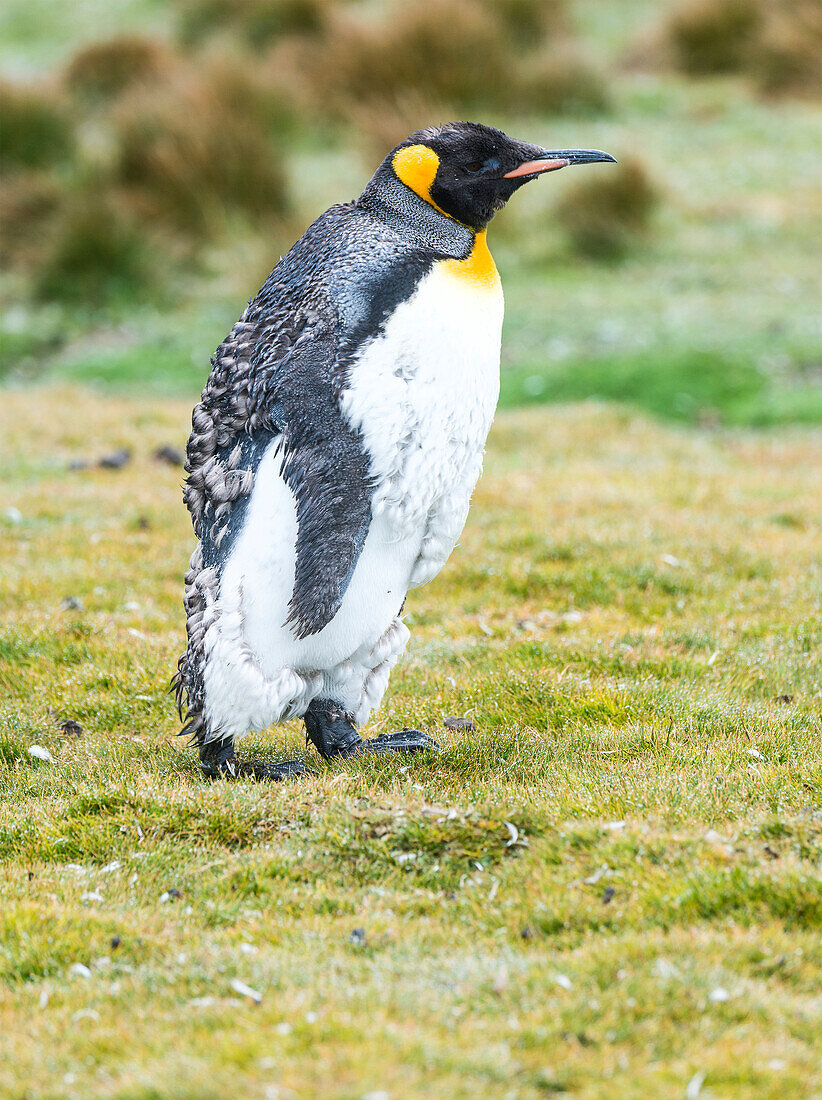 King Penguin Aptenodytes patagonicus walking on grass