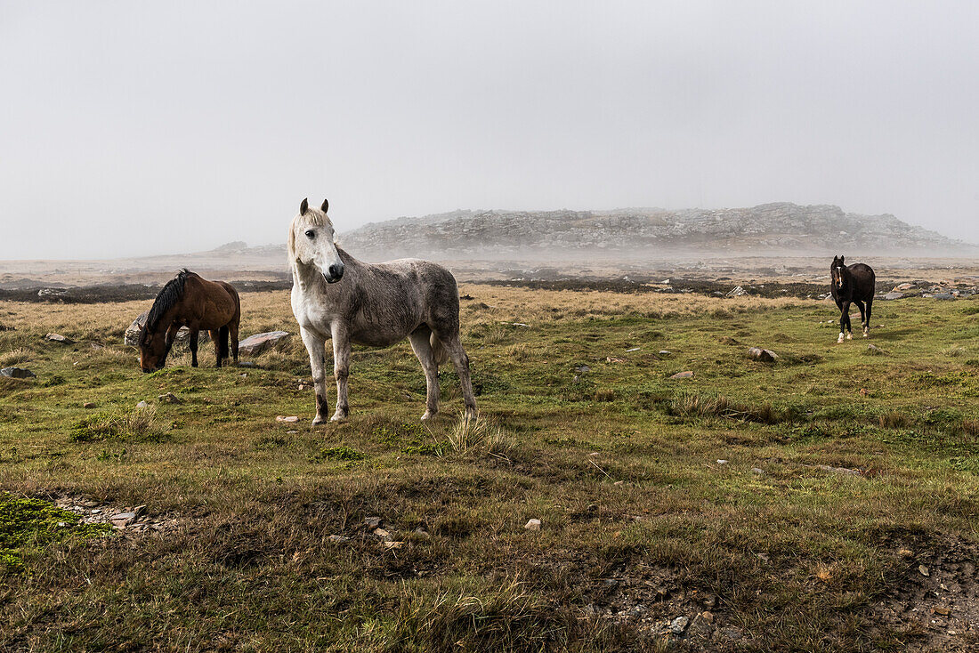 Wild horses standing in a foggy field