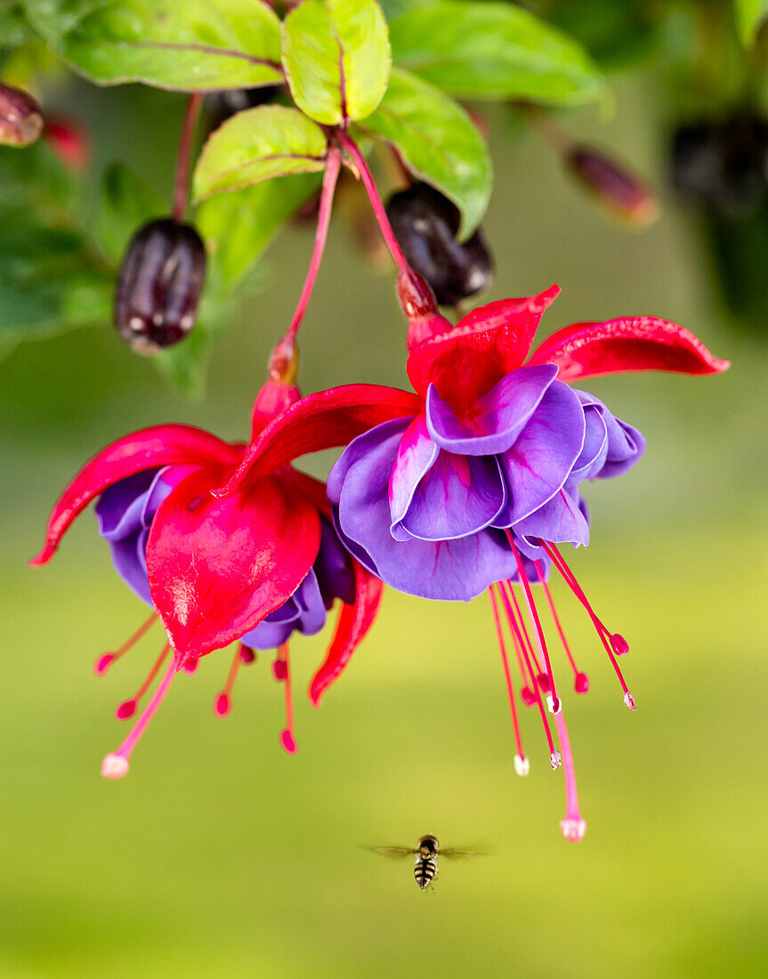 Close up of fuchsia and insect in garden, South, central Alaska, Eagle River, Alaska, United States of America