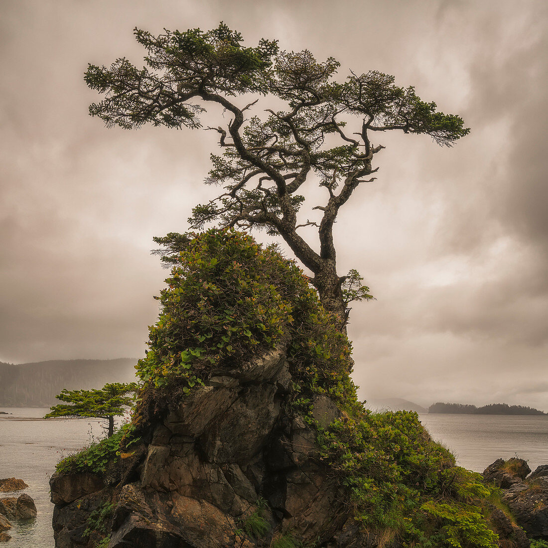 A tree stands alone on a rocky hill top along the shores of Haida Gwaii, Haida Gwaii, British Columbia, Canada