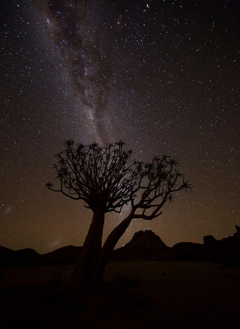 The milky way slashes across the night sky above a quiver tree kokerboom, aloe dichotoma in Richtersveld National Park, South Africa