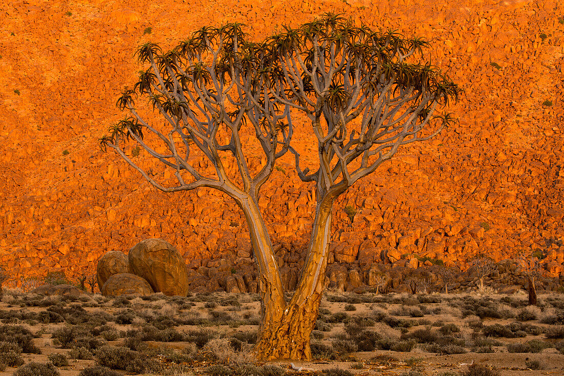 A Quiver tree, or Kokerboom, Aloe Dichotoma in Richtersveld National Park, South Africa