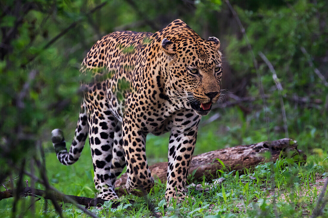 Male Leopard panthera pardus walking through the trees, Sabi Sand Game Reserve, South Africa
