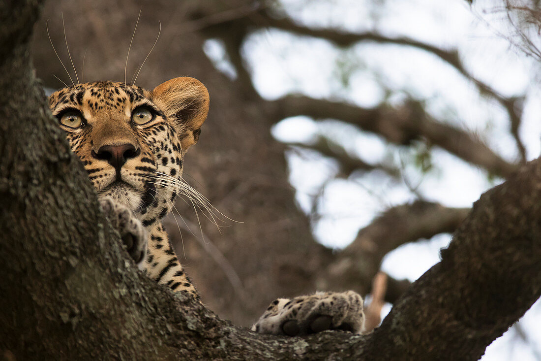 Leopard panthera pardus lounging in a tree looking for it's next meal, Sabi Sand Game Reserve, South Africa