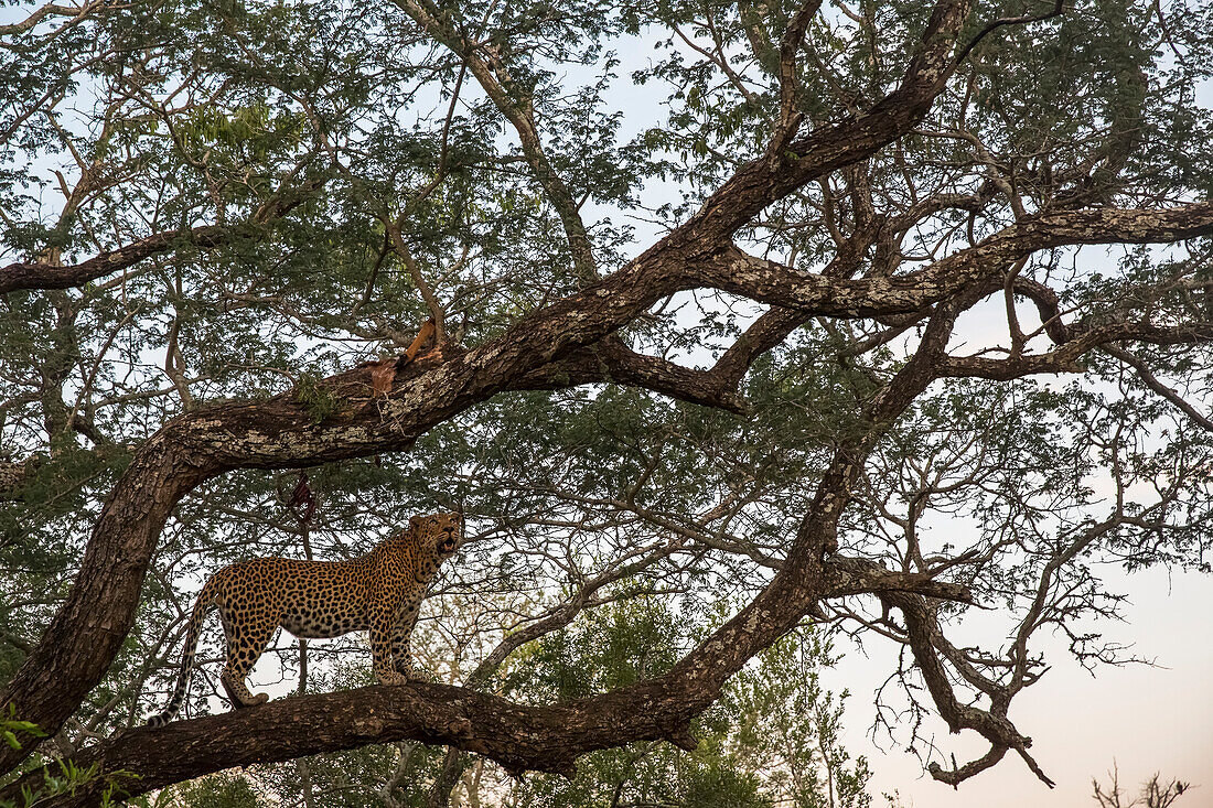 Leopard Panthera pardus standing in a tree, Sabi Sand Game Reserve, South Africa