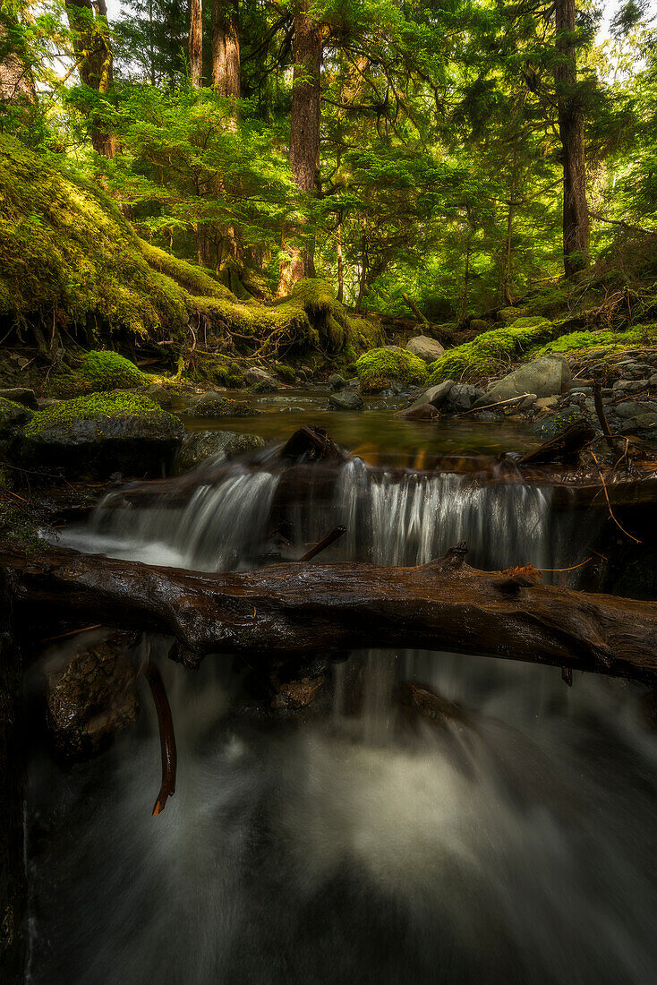 Small stream flows over a waterfall in the lush rainforest, Haida Gwaii, British Columbia, Canada