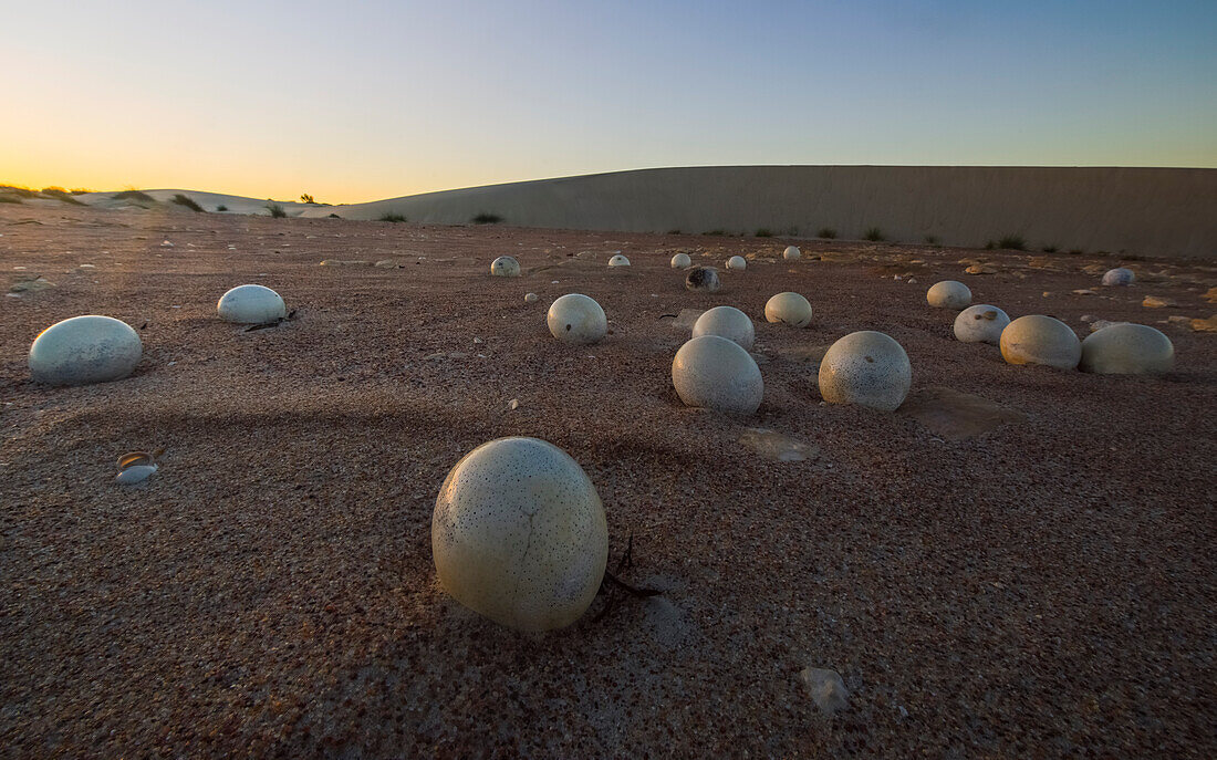 Abandoned ostrich eggs in the desert, Namaqualand National Park, South Africa