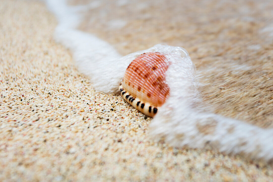 A close up of a cowry shell on the beach, St. Croix, Virgin Islands, United States of America