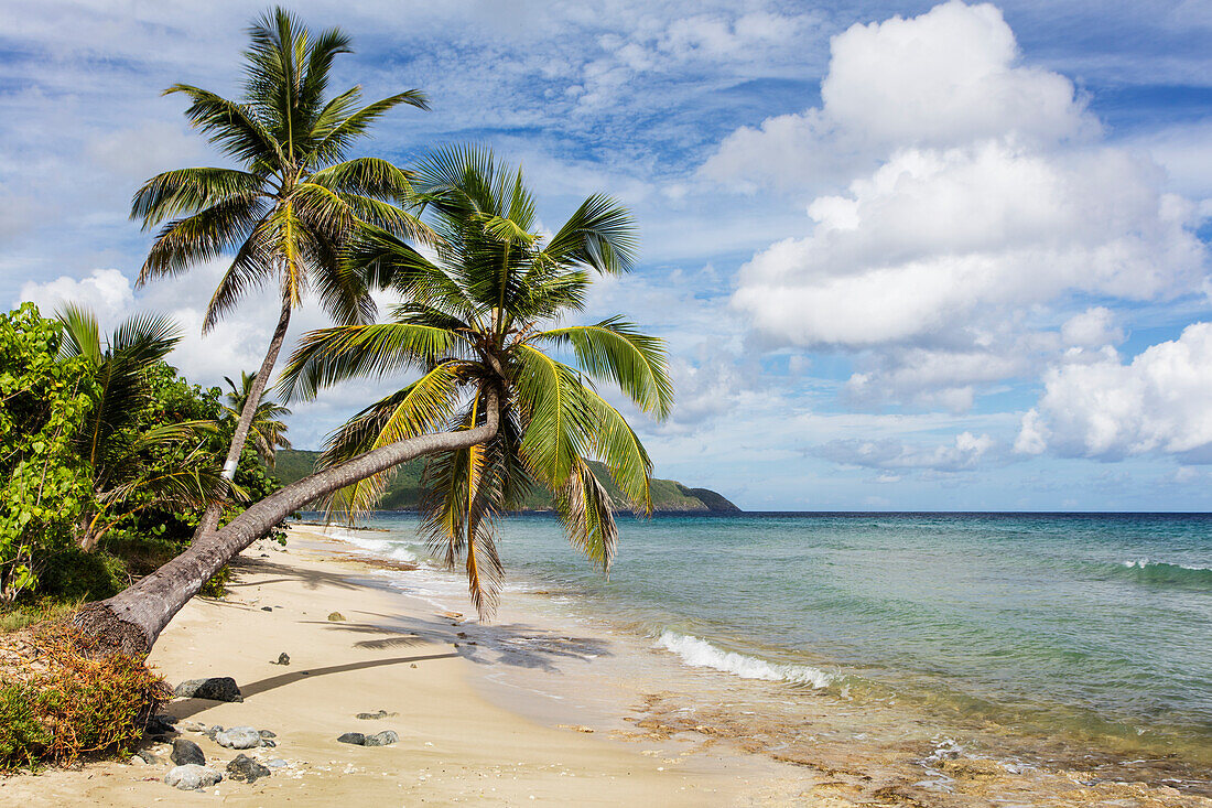 A gorgeous palm tree stretches out over the beach, St. Croix, Virgin Islands, United States of America