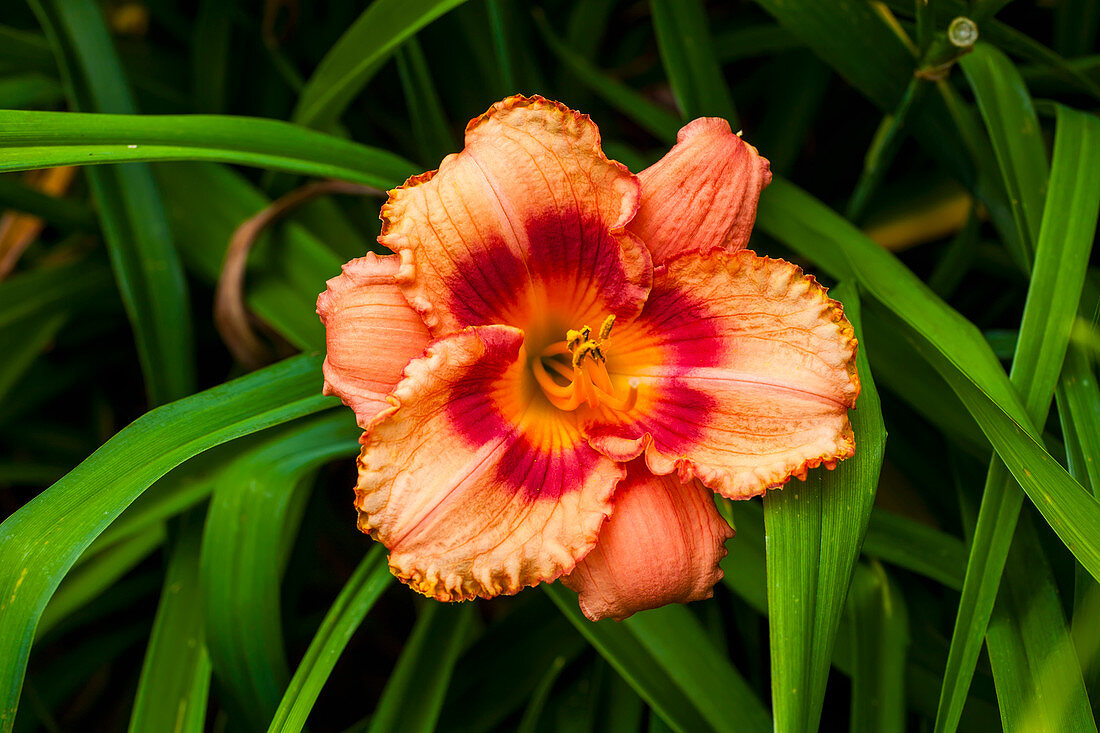 Daylily Hemerocallis, Sutton, Quebec, Canada