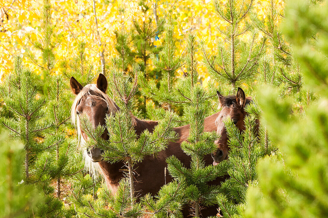 Wild horses standing in the bush, Sundre, Alberta, Canada
