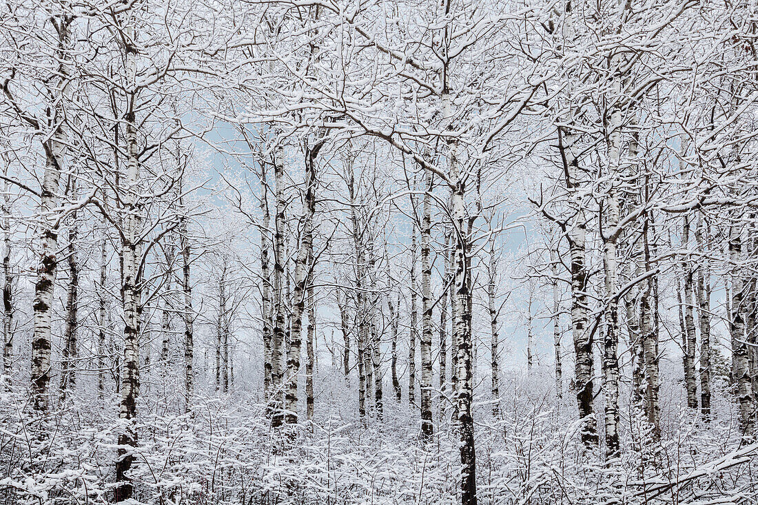 Winter wonderland landscape, Thunder Bay, Ontario, Canada