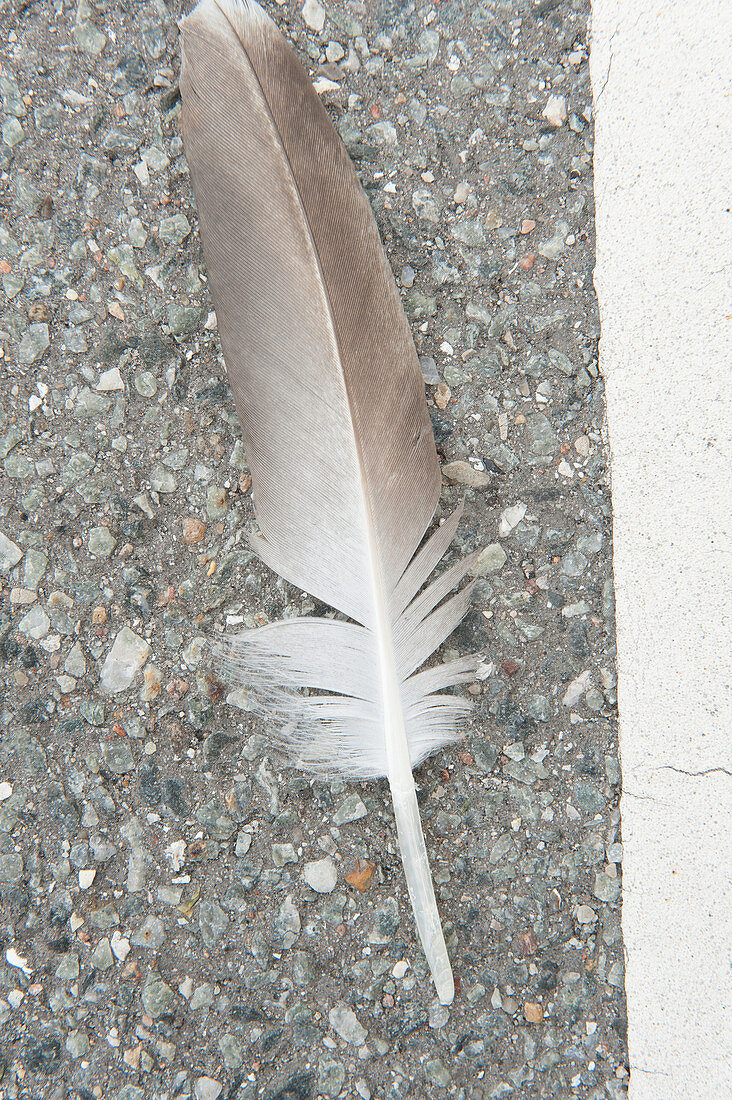 close up einer Vogelfeder auf der Straße