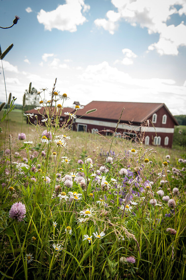 wild flowers inn the meadow in front of a barn, Marbacka, Sunne, Varmland, Sweden