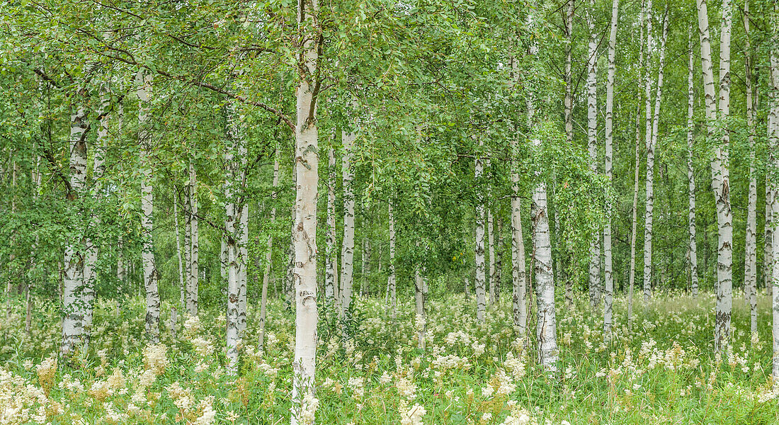 Blick in einen grünen Birkenwald im Sommer, Värmland, Schweden