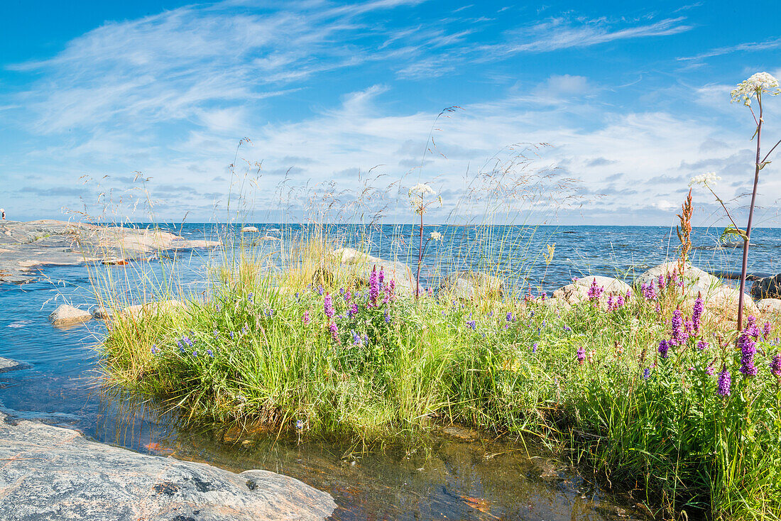 Sicht vom Ufer über bunte Wildblumen auf Sommerhimmel und Meer, Öregrund, Bottensee, Uppsala, Schweden