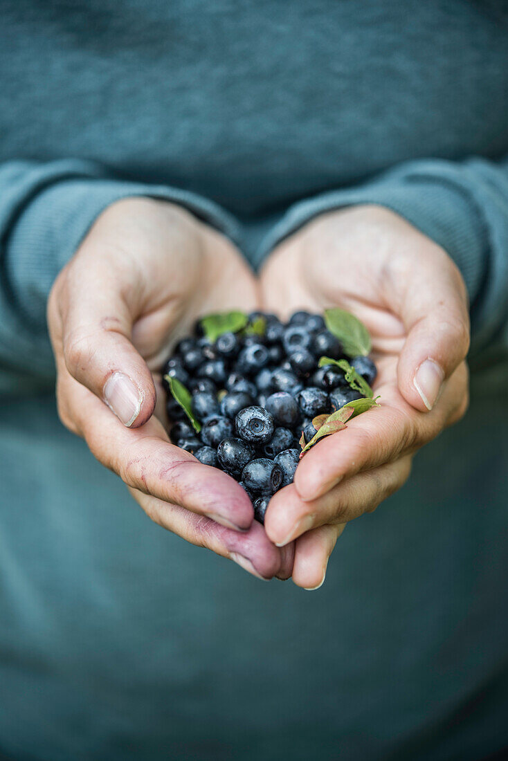 Großaufnahme von Frauenhänden mit gesammelten Blaubeeren, Gävle Buch, Gävleborgs Iän, Schweden