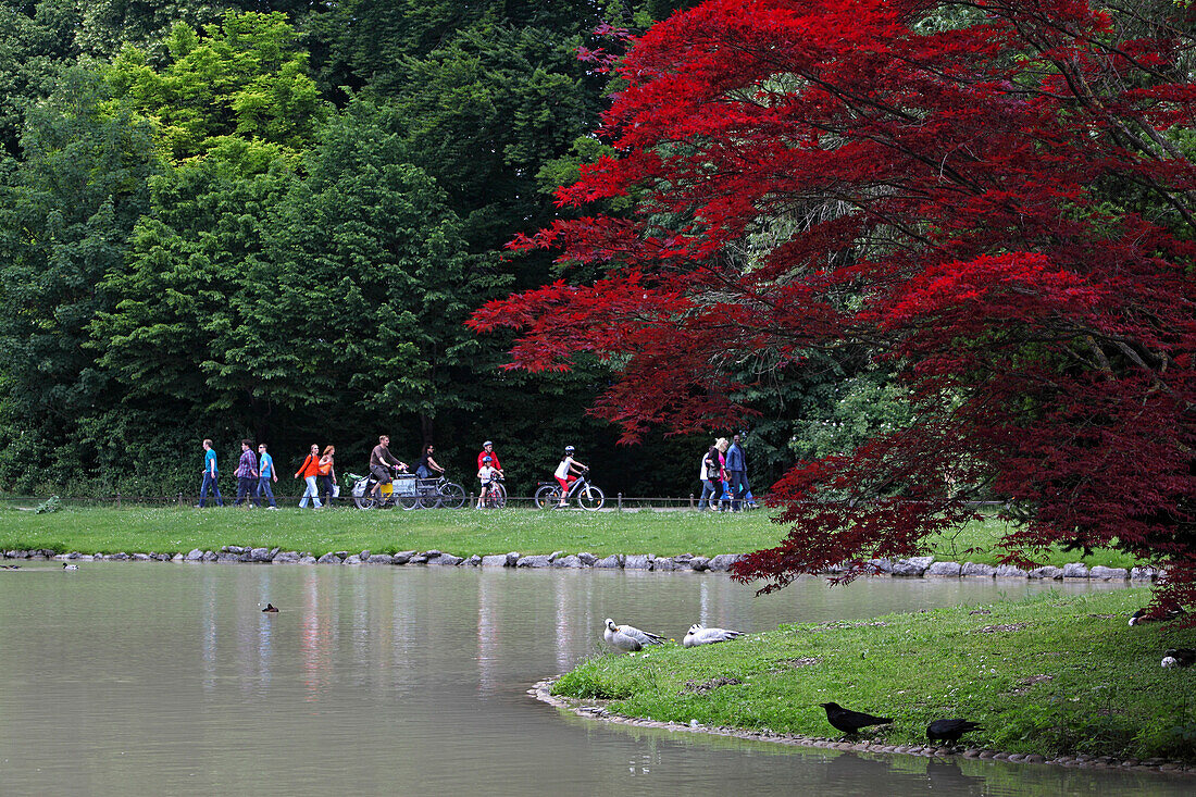 Pond at japanese tea pavillion, Englischer Garten, Munich, Bavaria, Germany