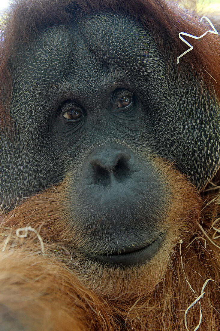 Orang-Utan, Zoo, Tierpark Hellabrunn, Munich, Bavaria, Germany