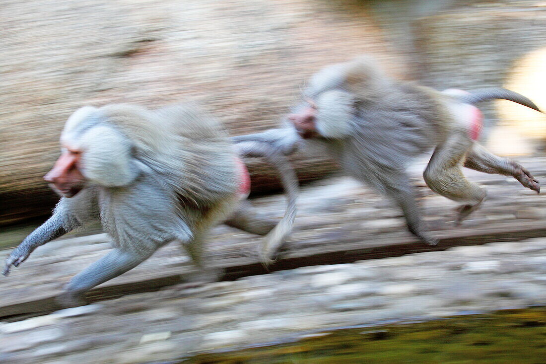 Baboons, Zoo, Tierpark Hellabrunn, Munich, Bavaria, Germany