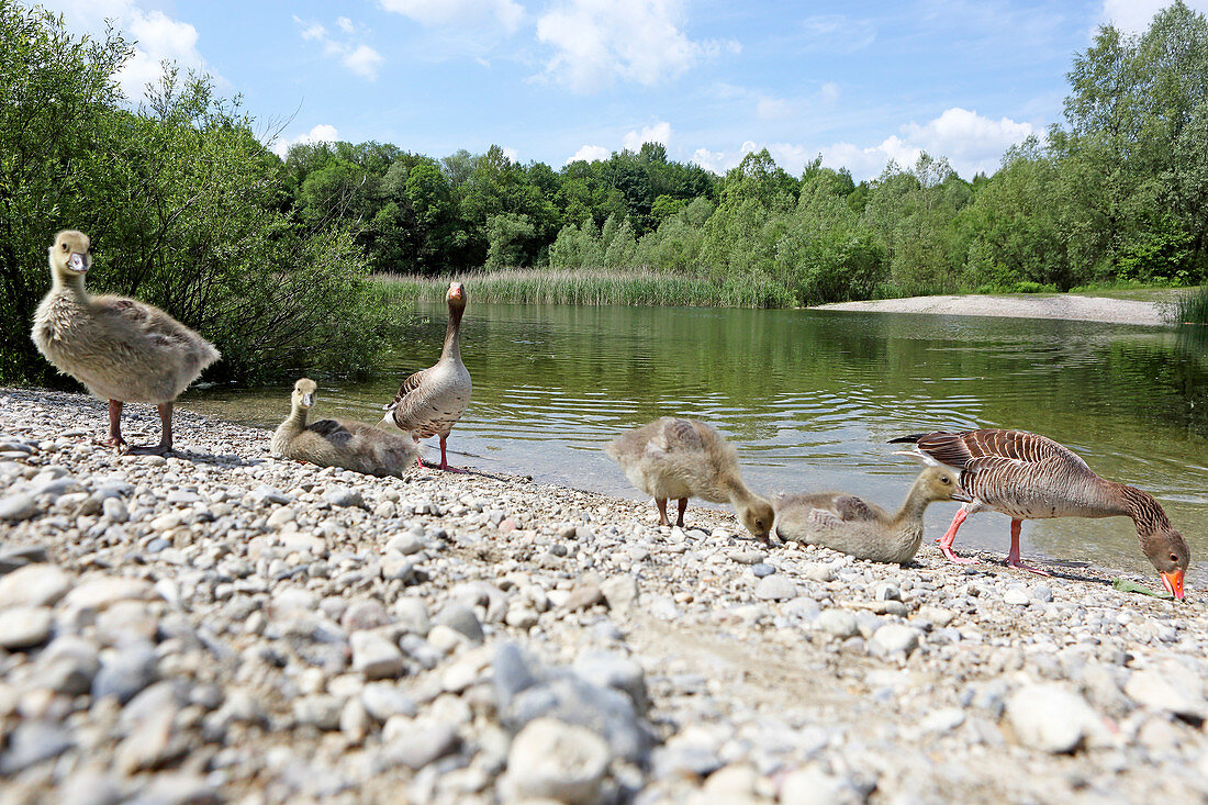 Pond at the biotope of the gravel-pit in Waldperlach, Munich, Bavaria, Germany