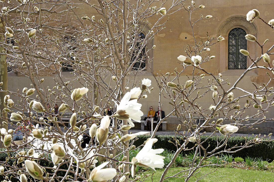 Magnolias in bloom, Kabinett garden, Munich, Munich, Bavaria, Germany
