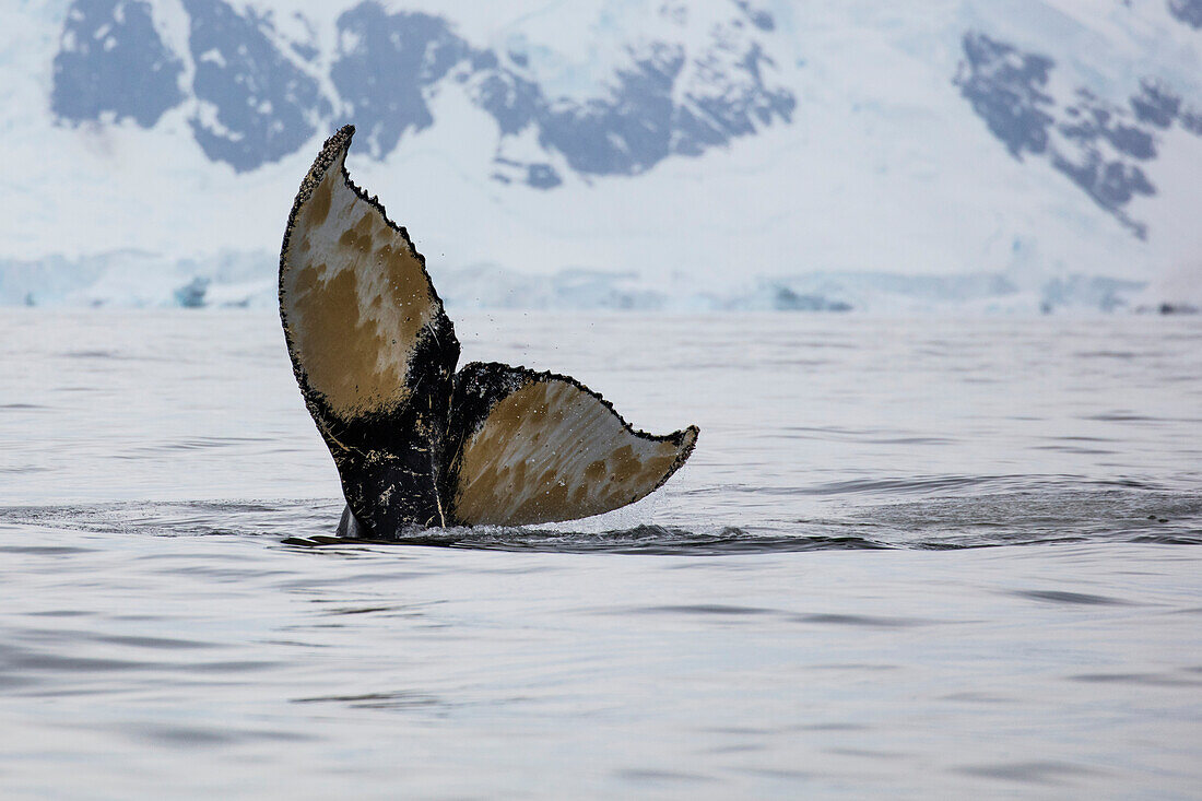 Die Schwanzflosse von einem Buckelwal (Megaptera novaeangliae) beim Abtauchen, Guyou Inseln, Flandres Bay, Grahamland, Antarktische Halbinsel, Antarktis