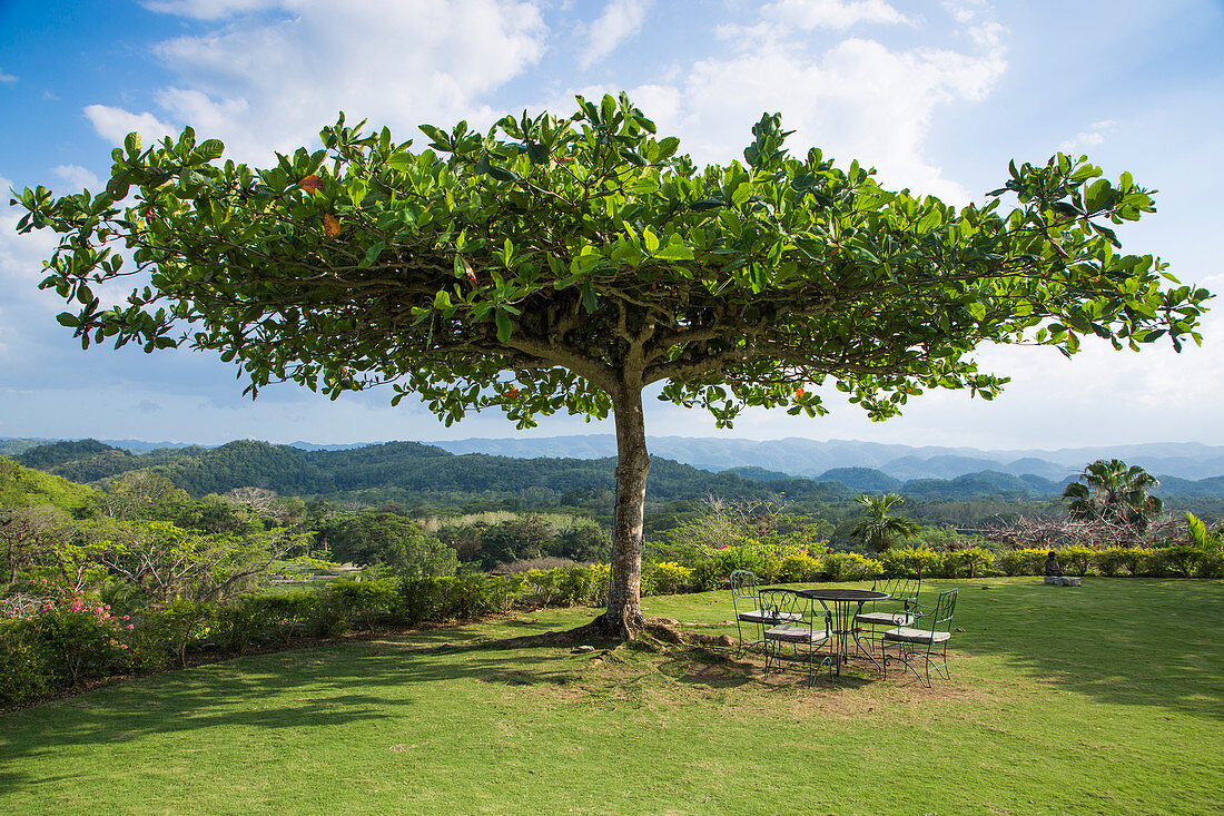 Tree on lawn at Good Hope Estate near Falmouth, Saint James, Jamaica